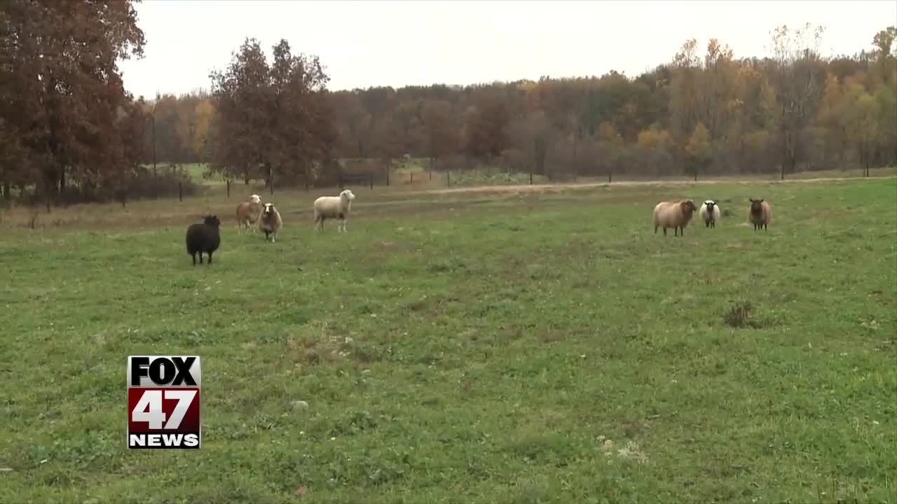 Goats and sheep will love your old Halloween pumpkins!