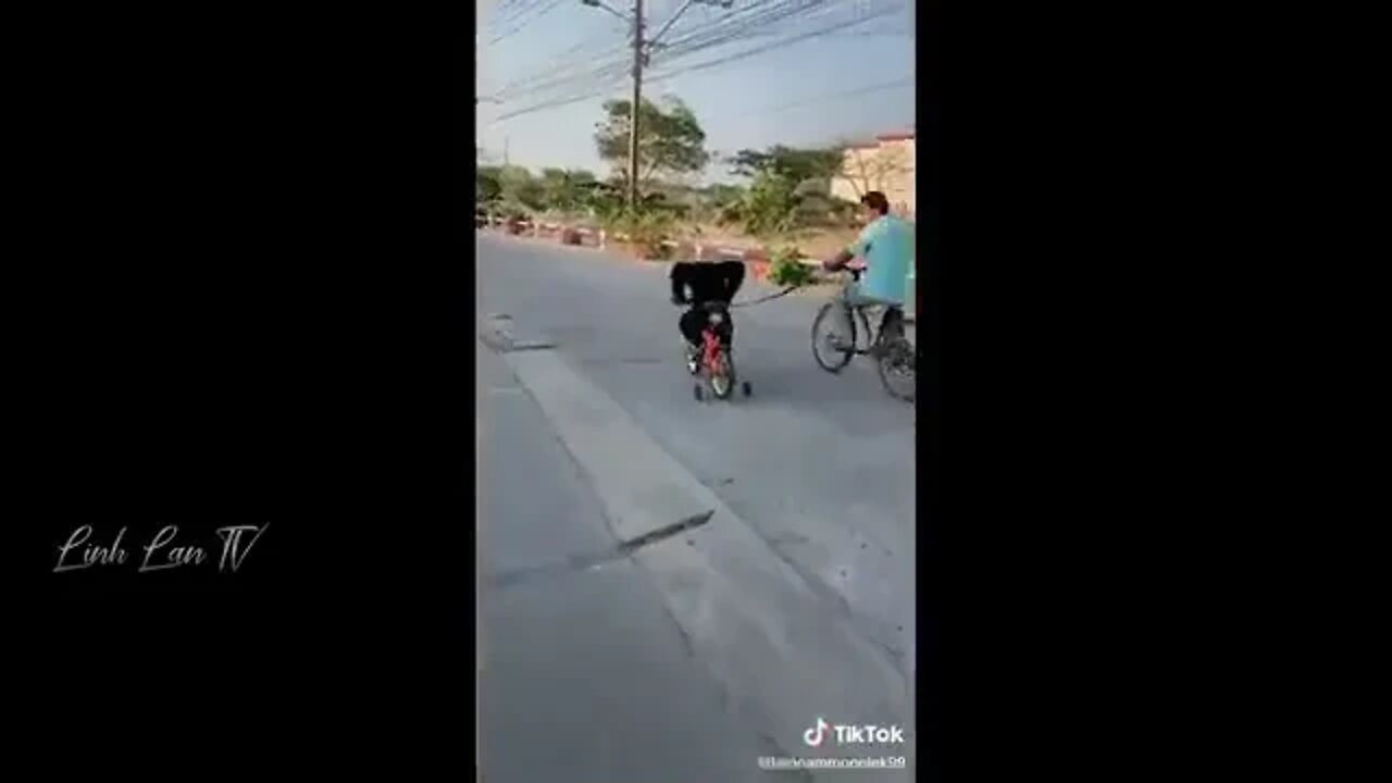 Tổng Hợp Những Khoảnh Khắc Hài Hước Của Năm 😆🔥🐷 PART 5