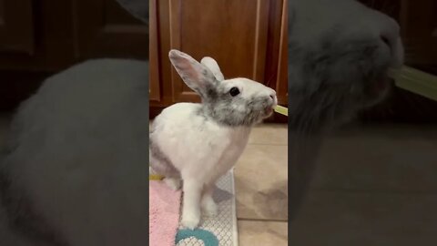 Syringe 💉 feeding time for bunny 🐇