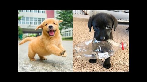 Baby Dogs - Cute and Funny Dog Videos Compilation 2022 BEST VIDEOS.