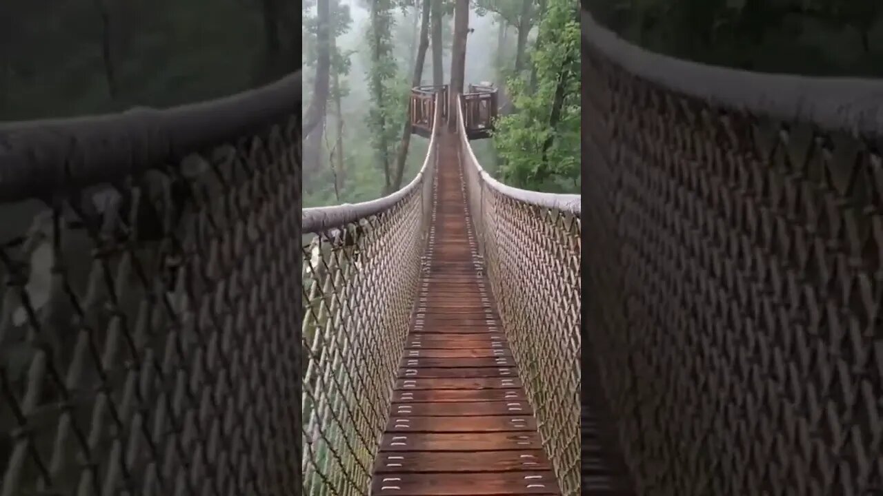 Anakeesta Tree Canopy Walk Gatlinburg