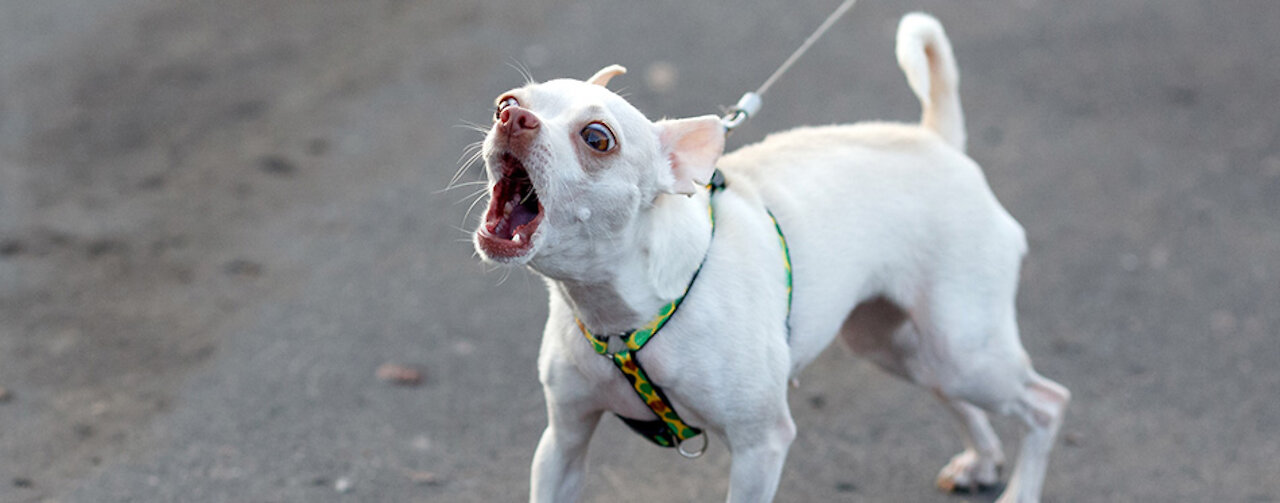 TOP 10 funny dogs barking videos compilation ♥ Dog barking sound