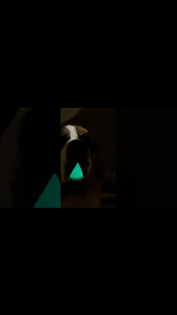 Norman with his glow in the dark ball. He can almost hide it. #dog #dogs #ball #glowinthedark #neon