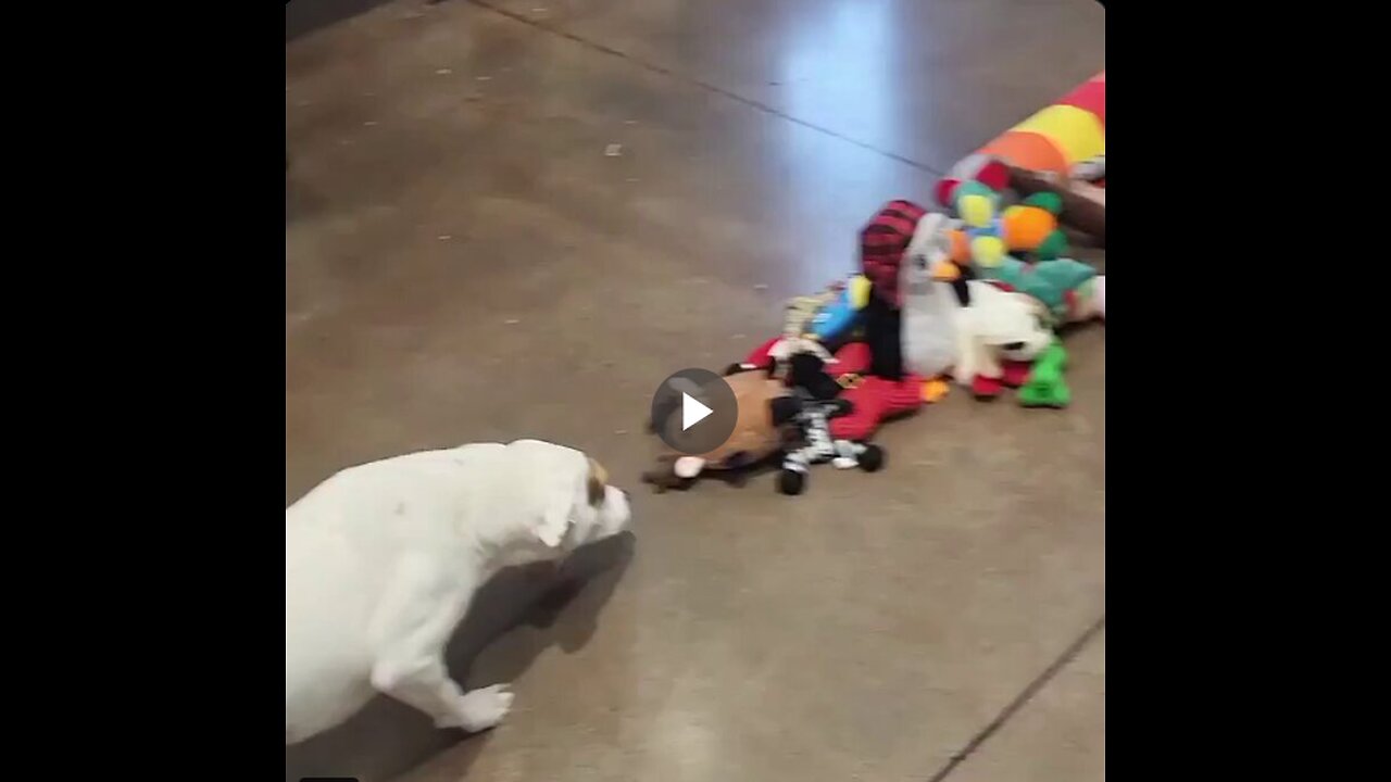 They tell shelter dogs they can choose their own toy.