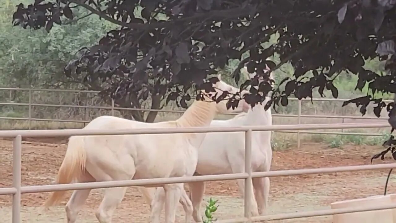 Adonis and Apollo @sedonahorsemedicine #traumainformed #breakthroughcoach #equinetherapy #sedona