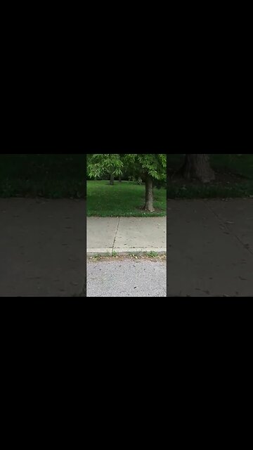 Whetstone Park Of Roses !