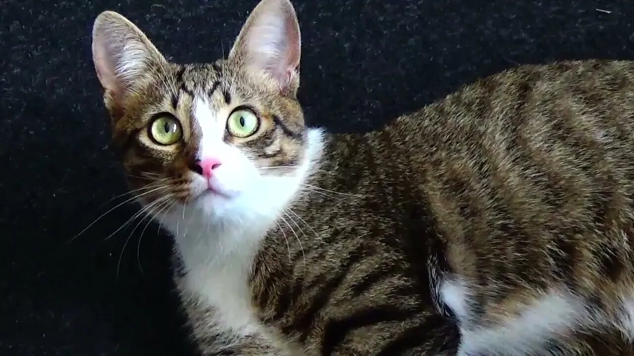 Kitten Plays with the Yellow Feather Toy