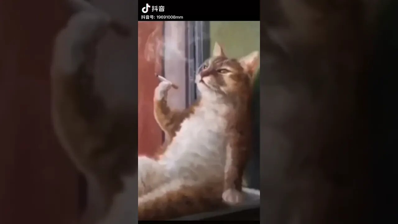 funny funny animals
