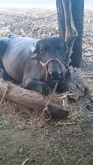 Funny animal videos|Cute animal videos |Funny dog&cat videos|Hilarious pet videos|funny video