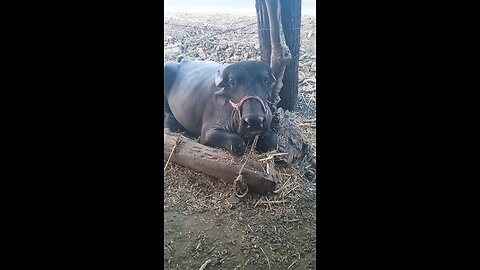 Funny animal videos|Cute animal videos |Funny dog&cat videos|Hilarious pet videos|funny video