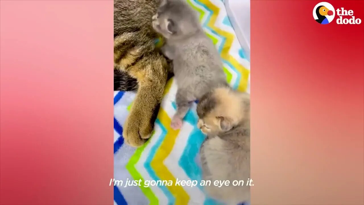 Kitten Who Could Only Scoot Learns To Walk