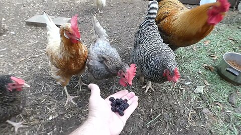 Do chickens like blackberries?