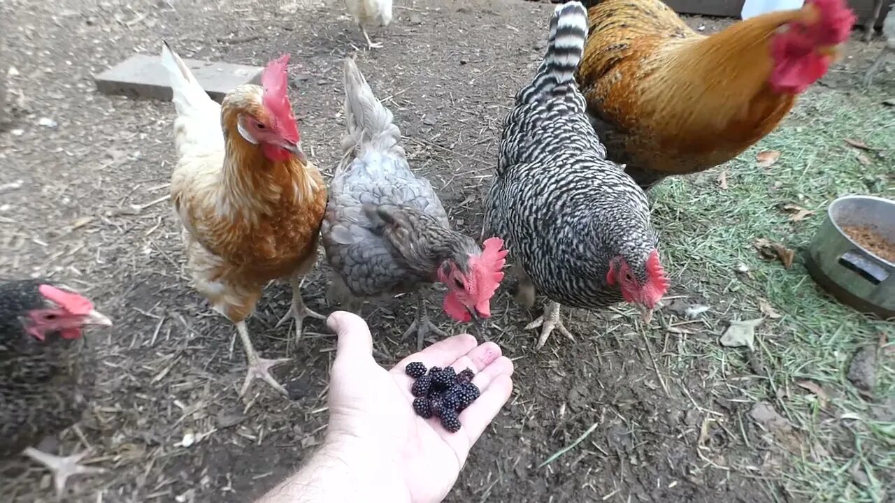 Do chickens like blackberries?