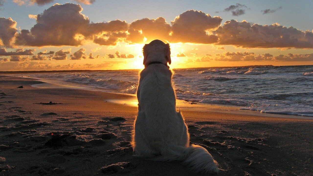 Super cute dog playing in the sand