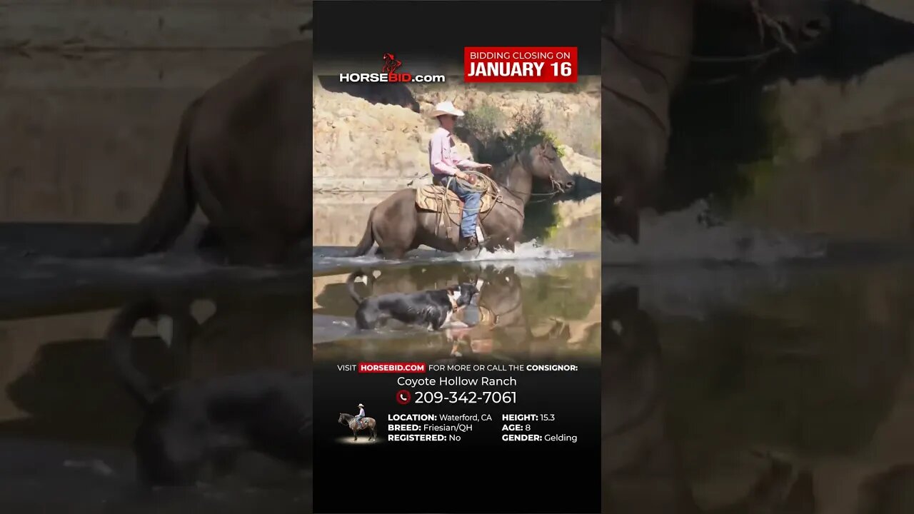 "Riggin" Ranch, branding calves, doctoring and sorting gelding rides English also!