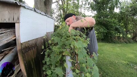 Wild Grape Harvest