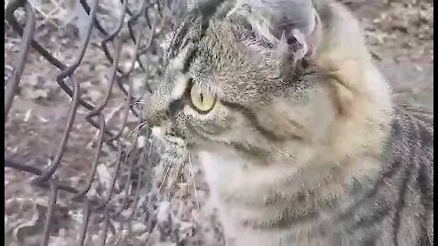 Robin the cat chirping and chattering at the birdies