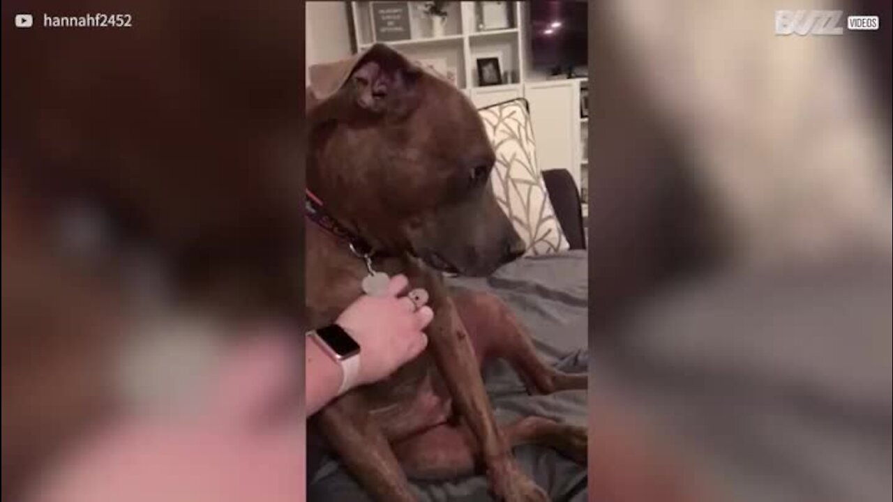 Cão pede festas de forma muito amorosa