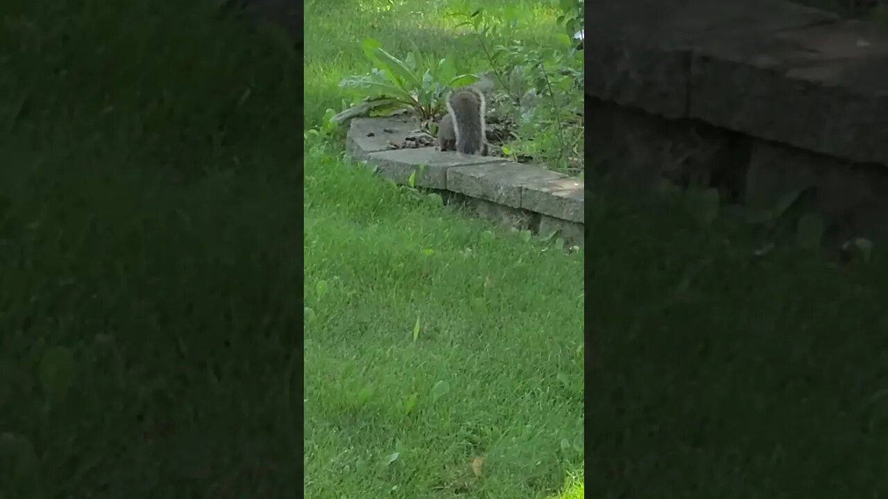 squirrel