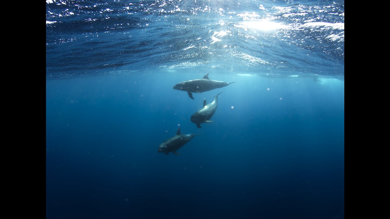 Dolphins Swimming in open ocean- Dolphins