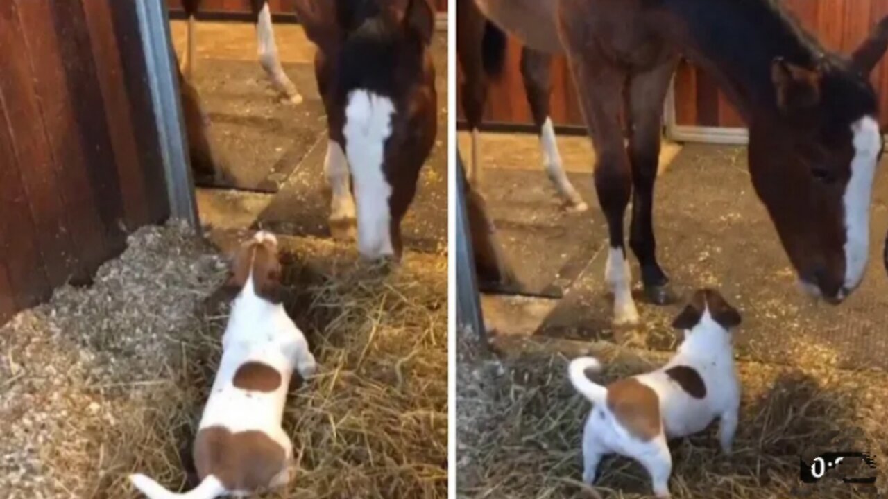 Jack Russell absolutely ecstatic to see his horse best friend