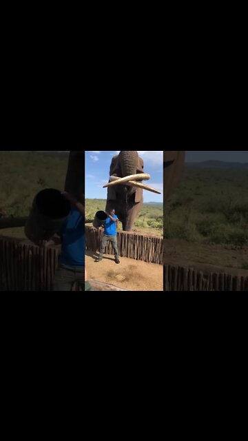 Big African Elephant drinking water