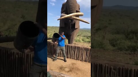 Big African Elephant drinking water