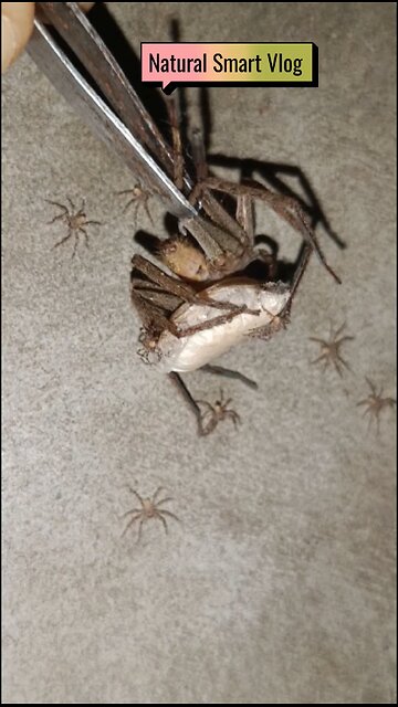 Spider Life Cycle | Barn spider life cycle | Spider life cycle for kids