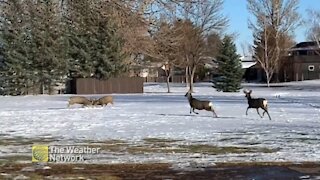 Tough bucks put on a rutting show in Alberta snow