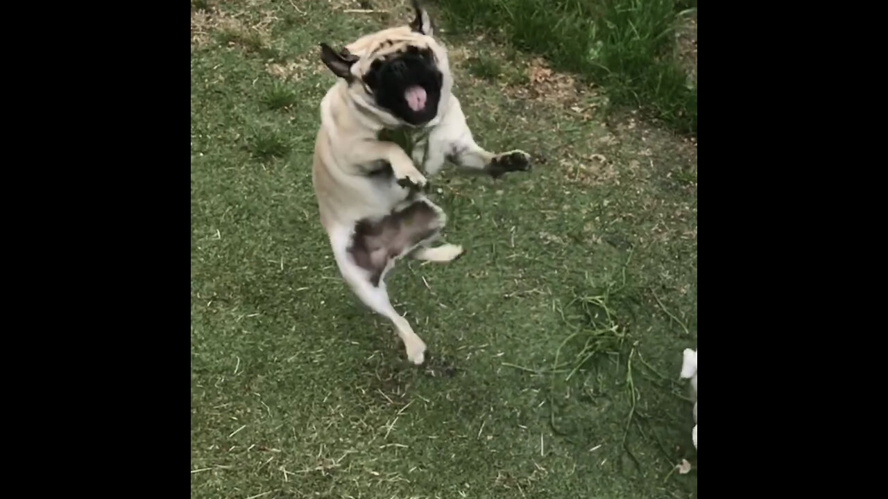 Compilation of pug catching fails in epic slow motion