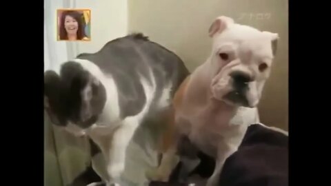 Angry Cats VS Dogs Funny Compilation