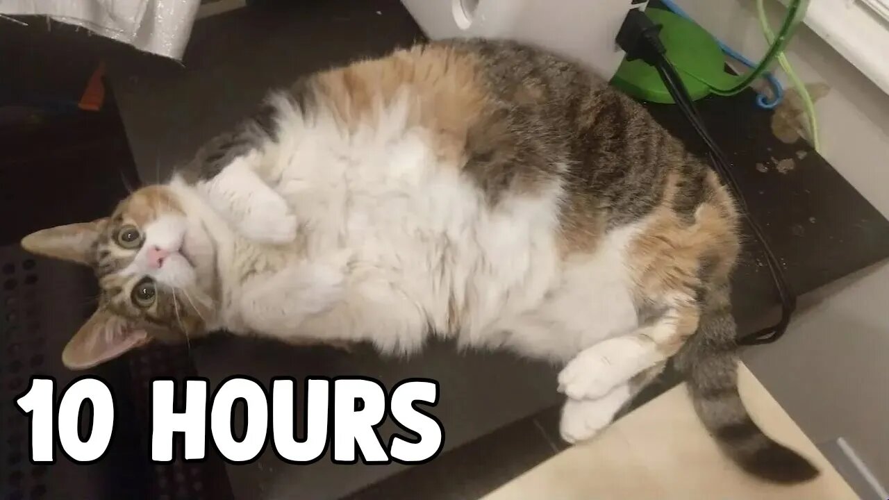 [10 HOURS] of Chonk Chart