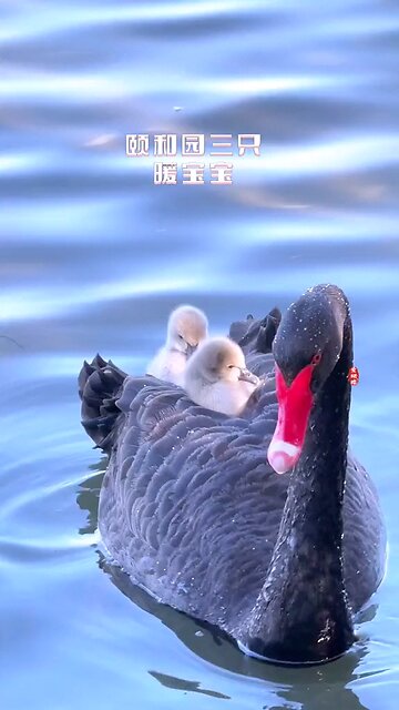 amazing motherhood | lovely birds | mom's love | mom's swag | mother power