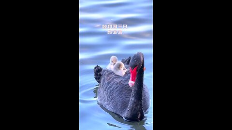 amazing motherhood | lovely birds | mom's love | mom's swag | mother power