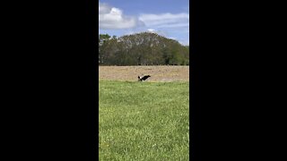 Bald Eagle eating a carcass