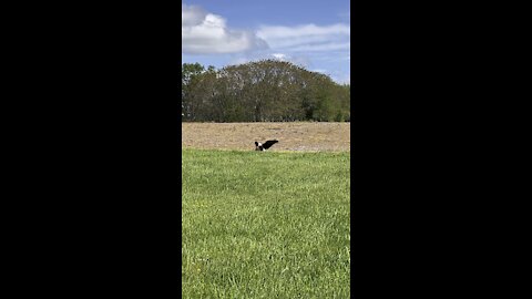 Bald Eagle eating a carcass