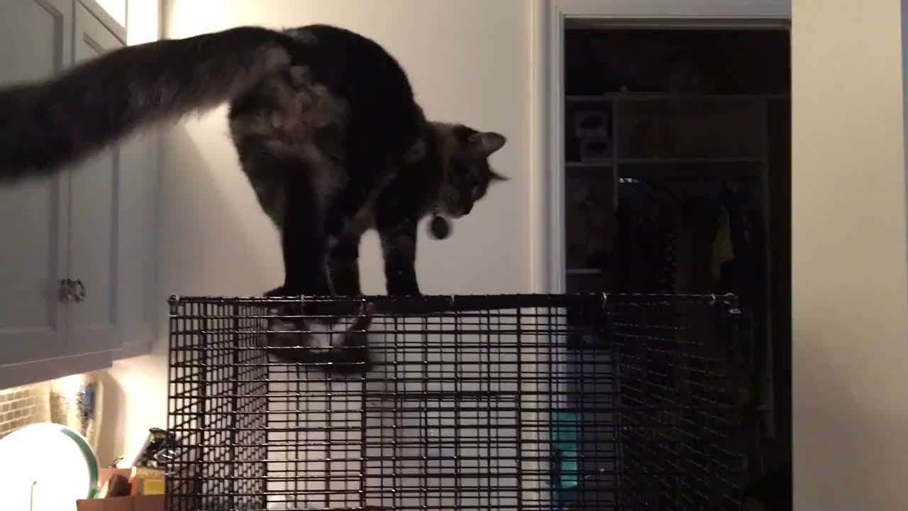 Sugar Glider Scares Cat