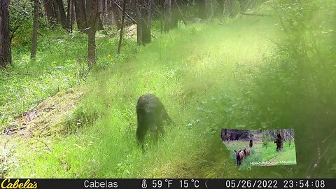 Cutest twin black bear cubs.