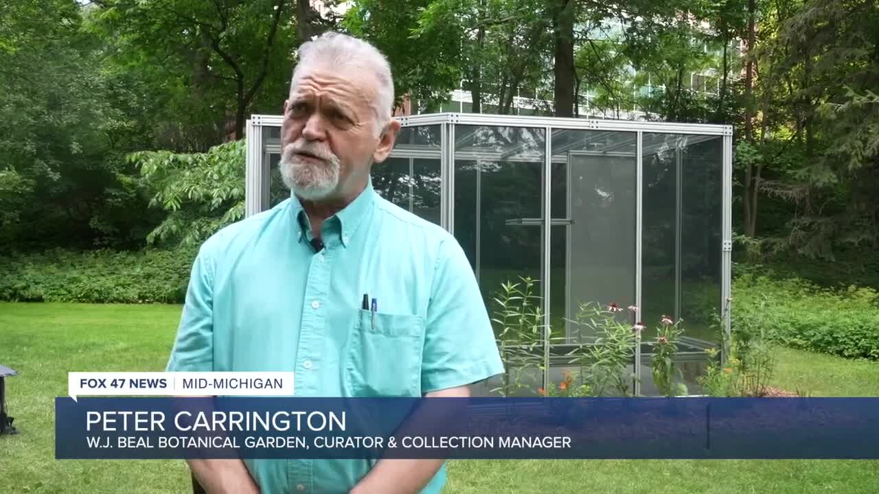 The greenhouse at the W.J. Beal Botanical Garden isn't your average greenhouse. It resembles a solitary confinement cell.