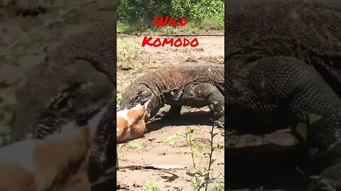 #short #Komodo-Dragon