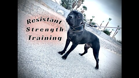 APBT ALPHA Performance * Resistant // Strength Training 2.0 *