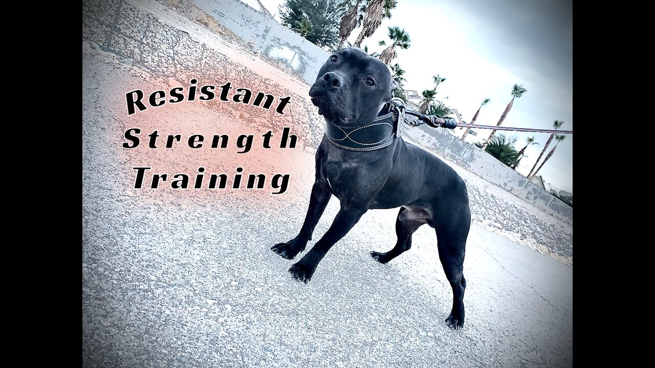 APBT ALPHA Performance * Resistant // Strength Training 2.0 *