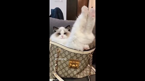 Cute Cat videos ❤😍