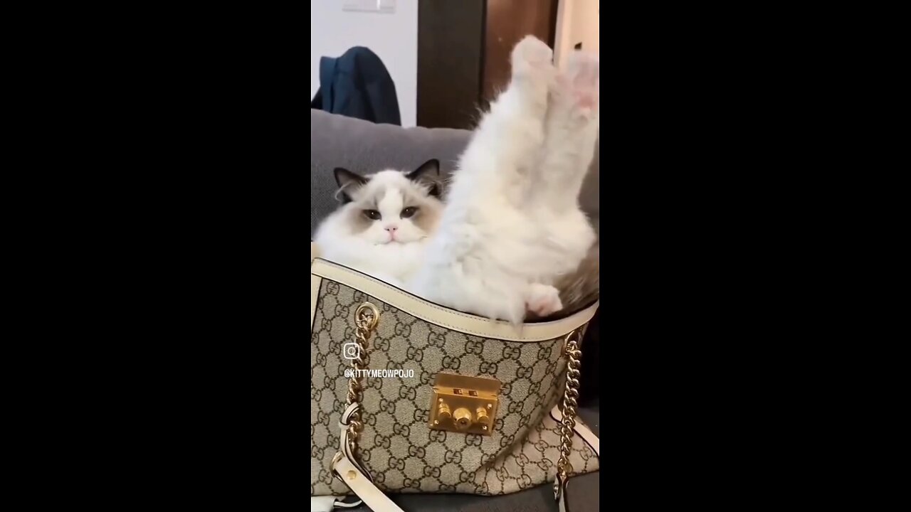 Cute Cat videos ❤😍