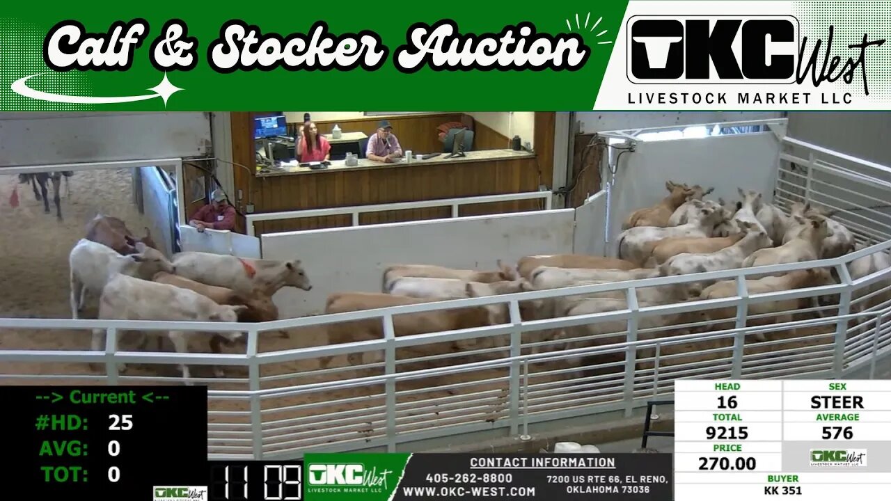 8/8/2023 - OKC West Calf and Stocker Auction