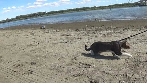 The Strong Wind Scares the Little Cat