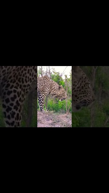 The Roar Of A Leopard | #shorts #shortsafrica #septdailyshorts