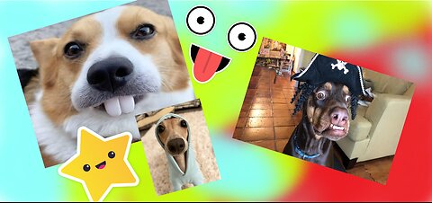 🐕Funny Dogs Compilation🐕 2024💫😍😂