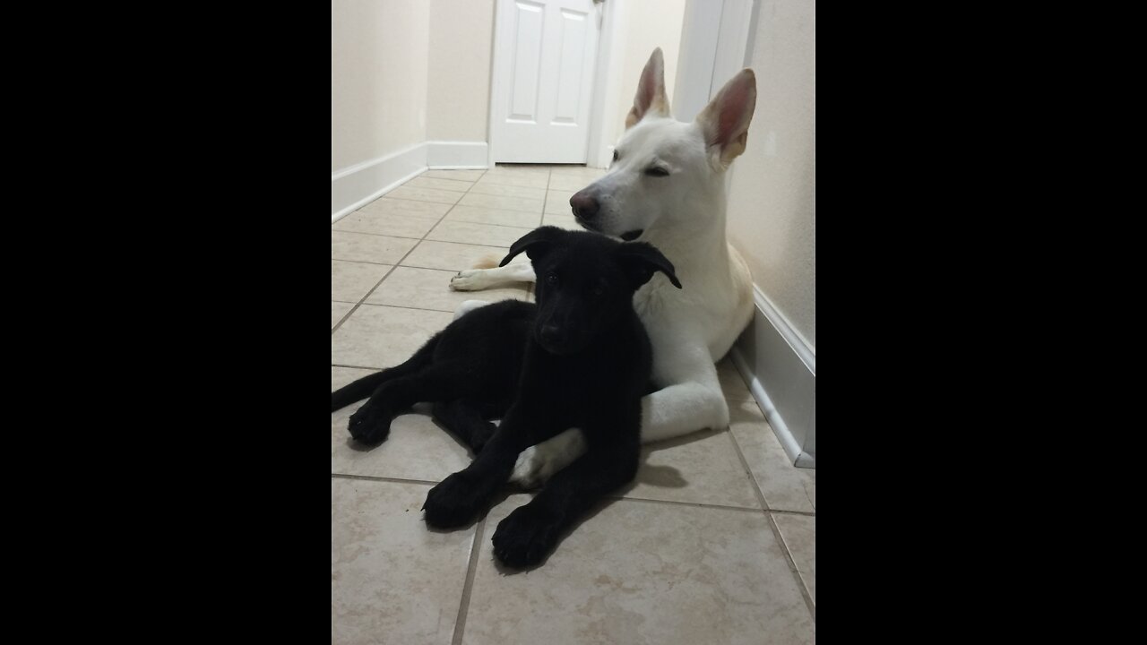 Manners Training II