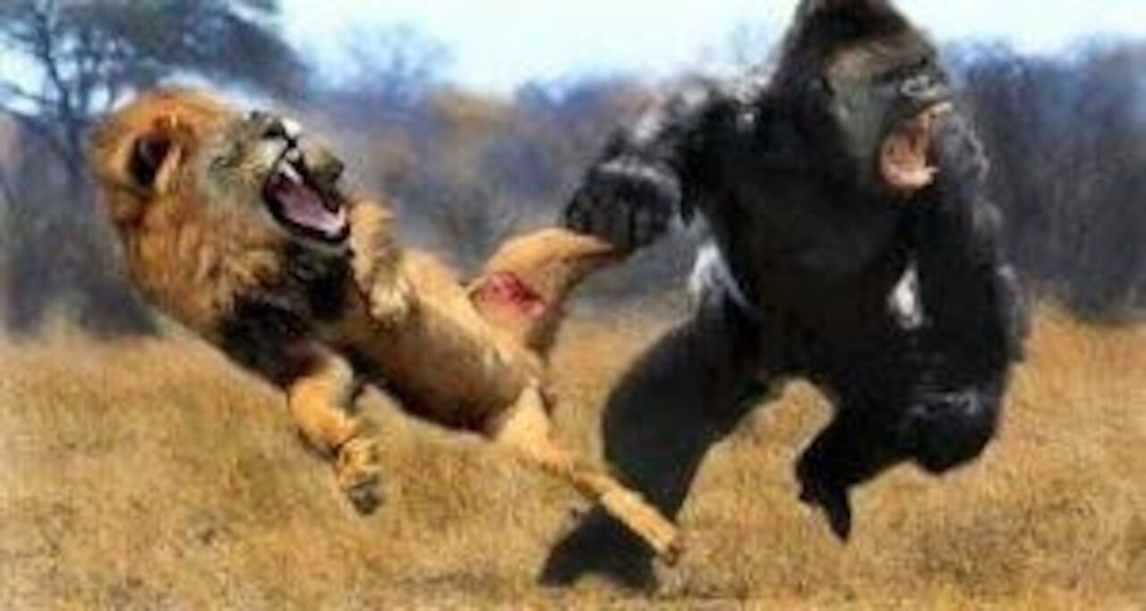 Lion presuming monkey in tree